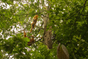 orang outan