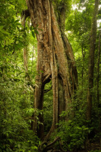 old tree