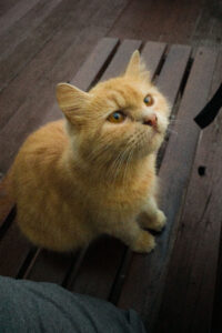 cat