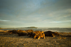 cows