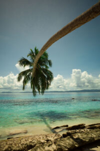 coconut
